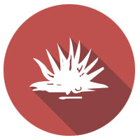 ico_descripcion_don_diego